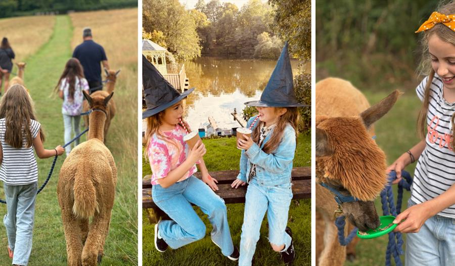 Half Term Alpaca Experience