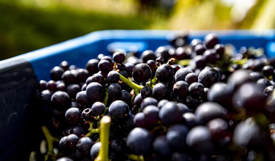 Grapes freshly picked off the grapevine