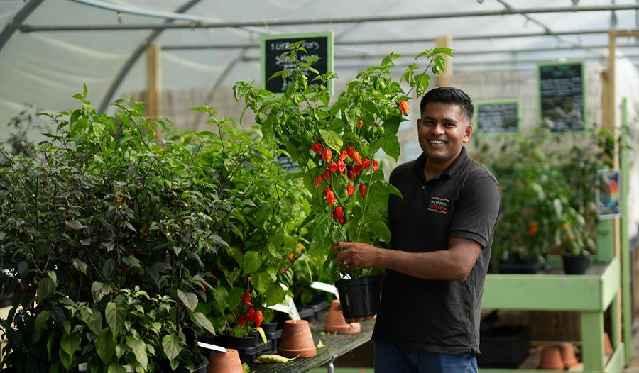 Amrit with Chilli Plants