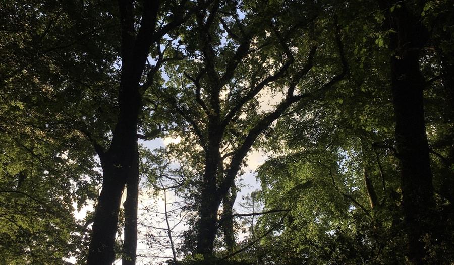 Trees, South Devon