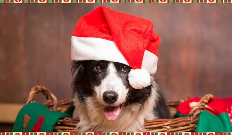 Santa Paws at House of Marbles