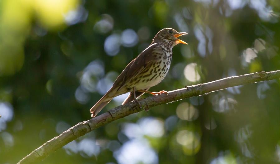 Thrush singing