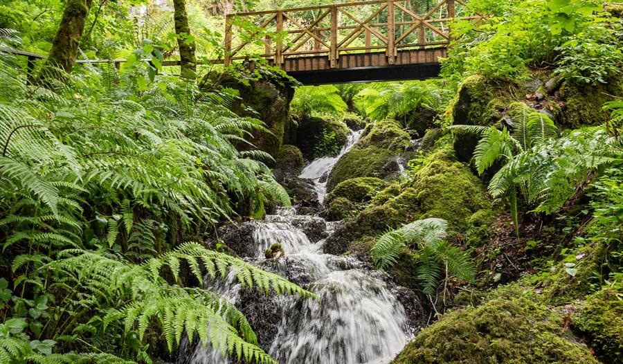 Canonteign Falls - Visit South Devon