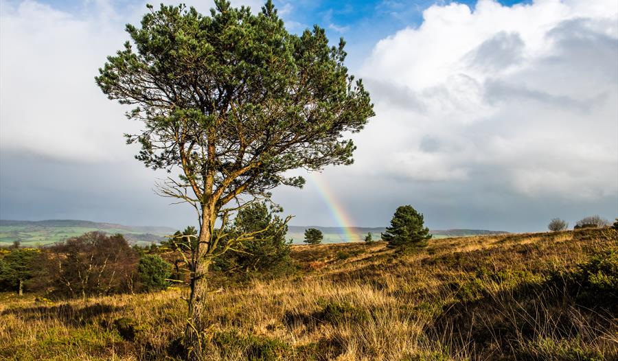 Aylesbeare Common scene