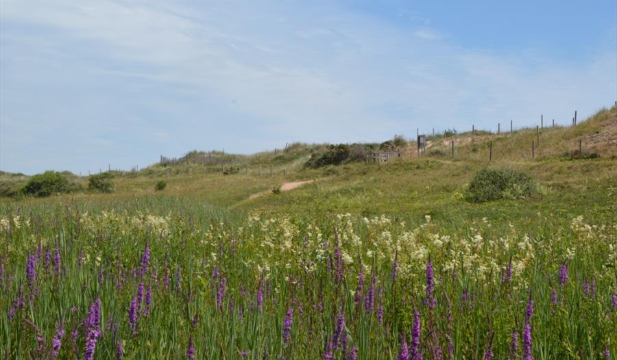 dawlish-warren-nature-wildlife-reserve-visit-south-devon