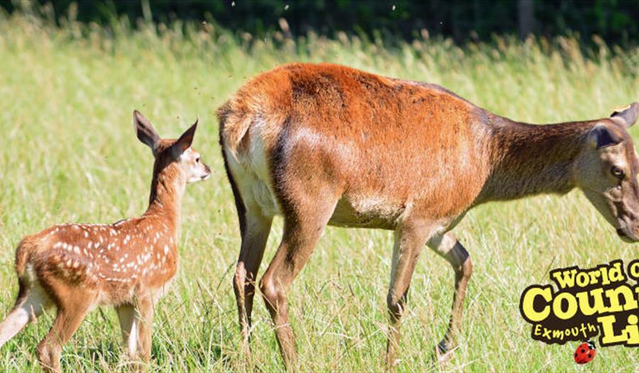 Easter Family Fun at World of Country Life Exmouth Devon