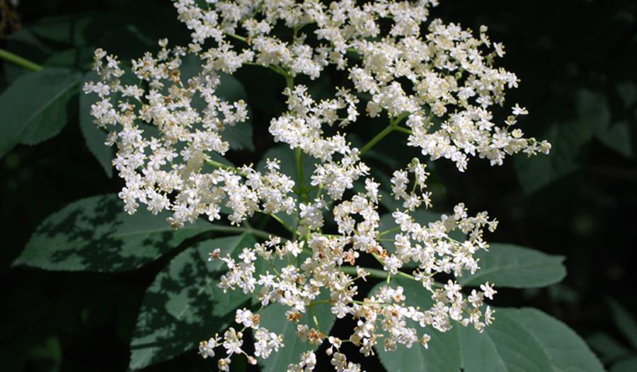 Elderflowers