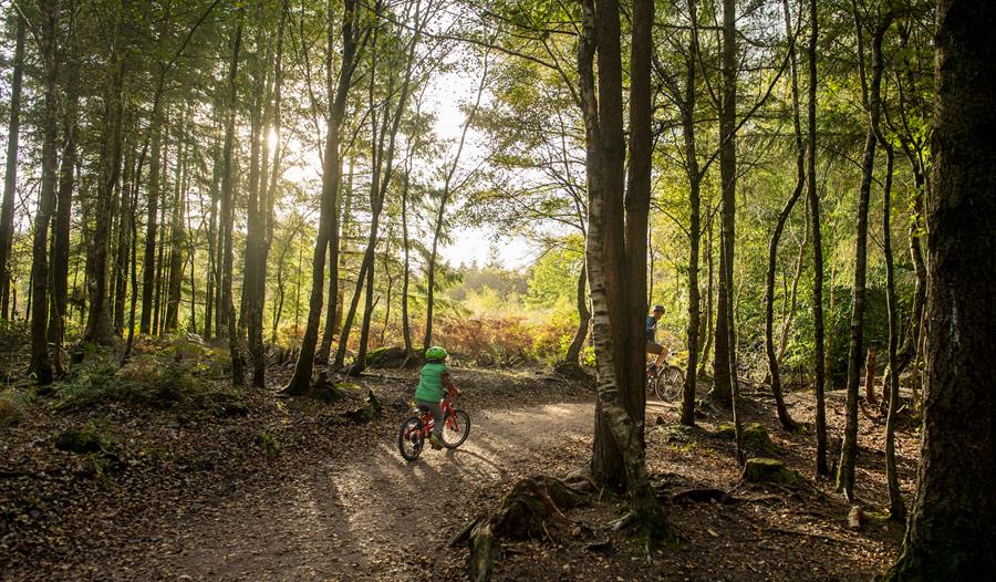 Haldon Forest Park Forestry England Visit South Devon