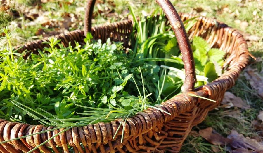 Dartington Foraging Walk