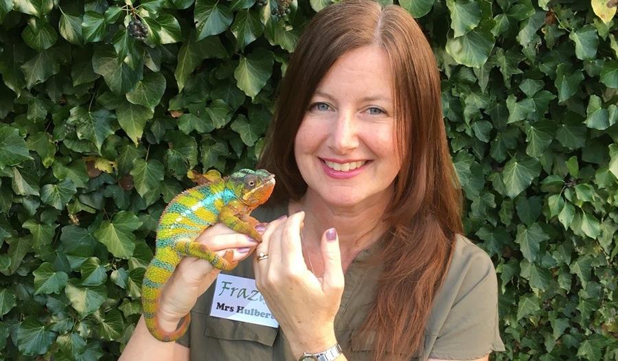 Frazoo Chameleon