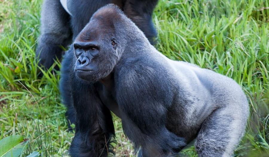 Gorillas at Paignton Zoo