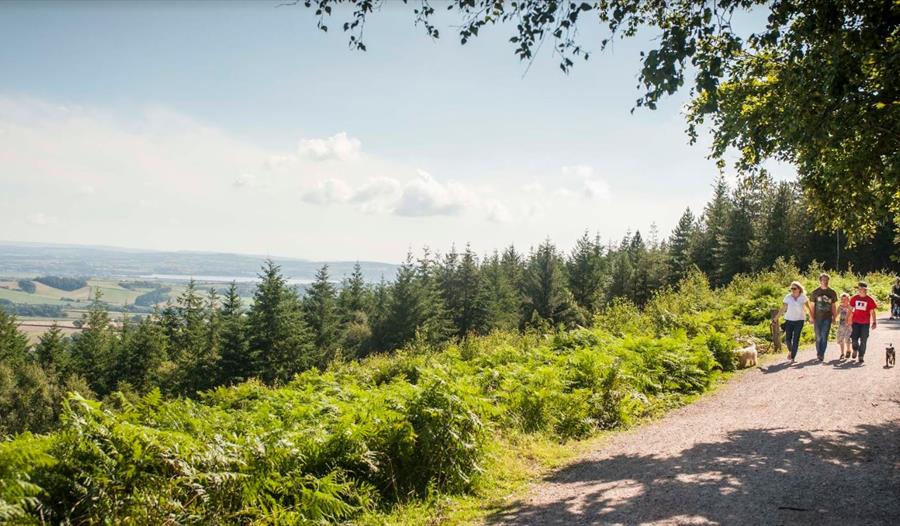 Haldon Forest Park - Forestry Commission - walking with view