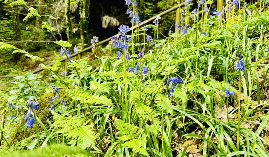 Bluebells Canonteign Falls