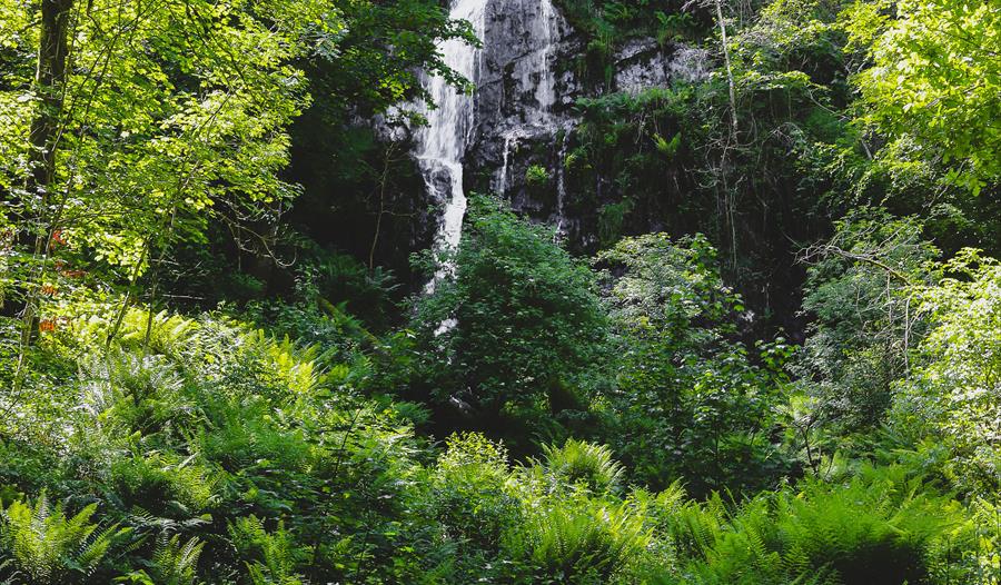Canonteign Falls - Visit South Devon
