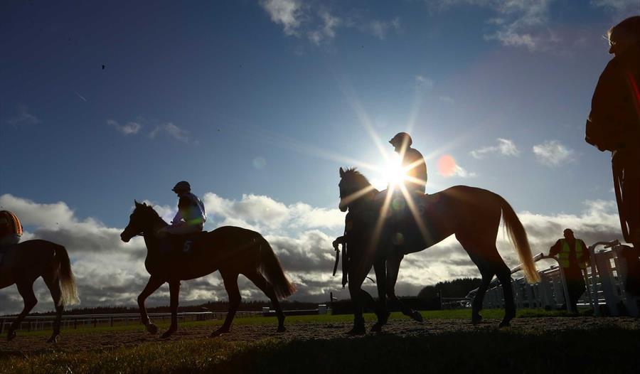 Racehorses in the Winter Sun at Exeter Racecourse