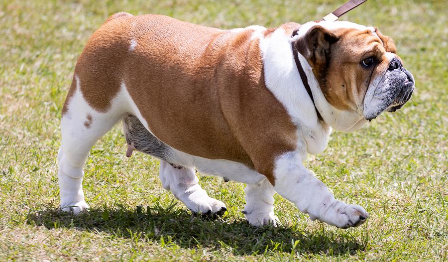 Paignton Dog Show at Westpoint Exeter