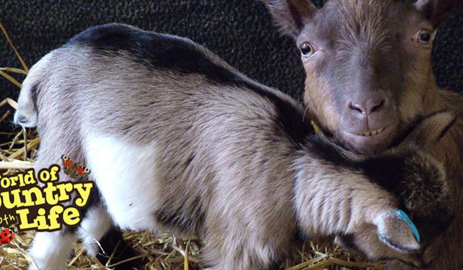 Mother's Day at World of Country Life, Exmouth, Devon