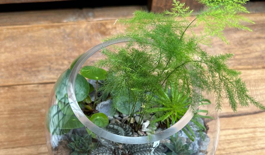 Make a Terrarium at House of Marbles This September