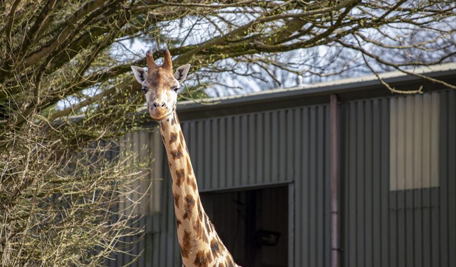 Paignton Zoo Environmental Park Visit South Devon