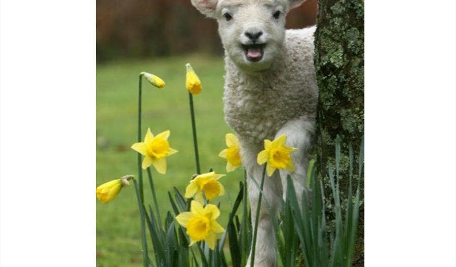 Penywell Farm - February Half Term