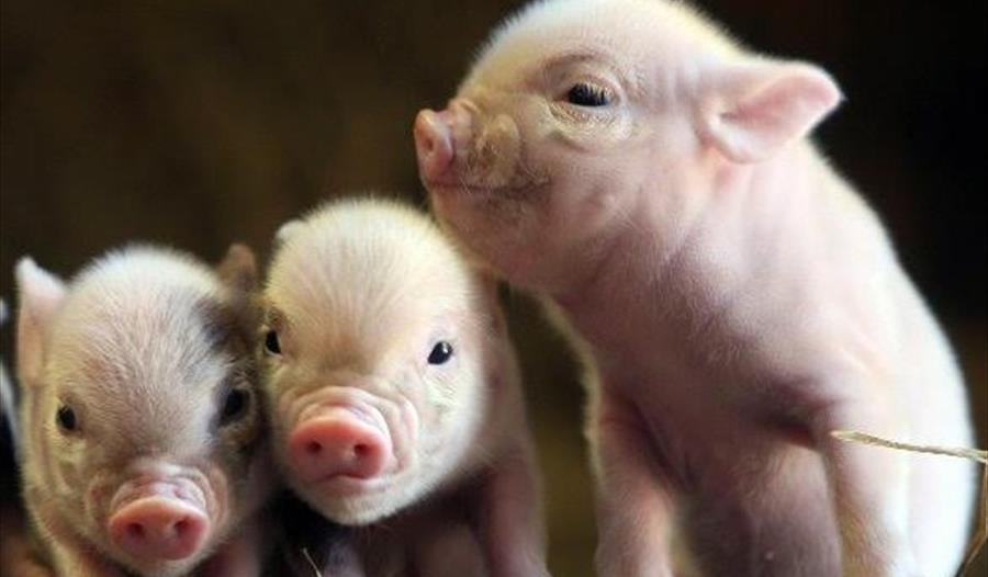 Penywell Farm - Piggies and Prosecco