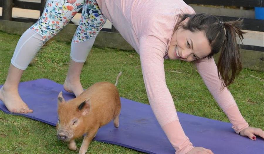 Piggy Pilates
