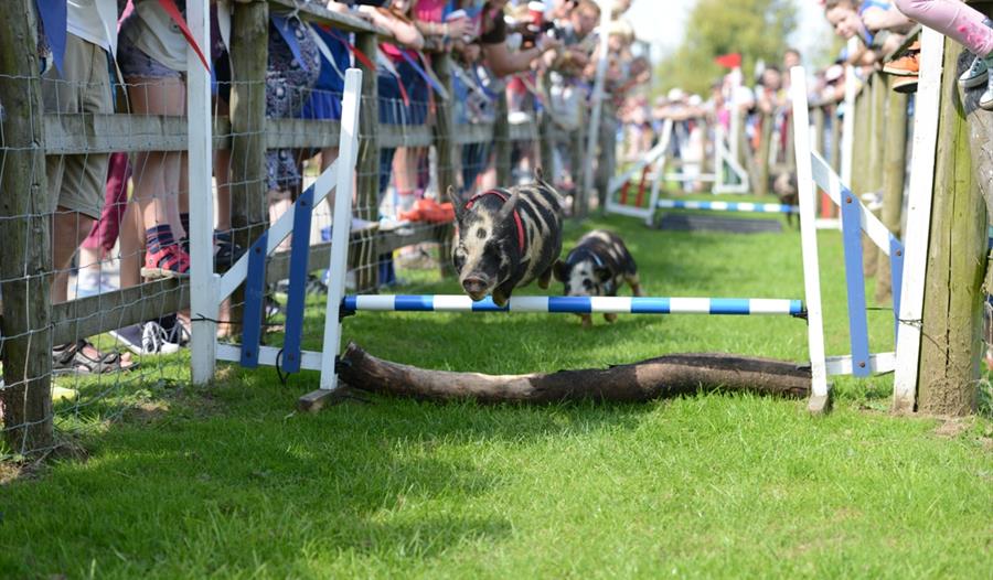 Pig racing at Pennywell Farm