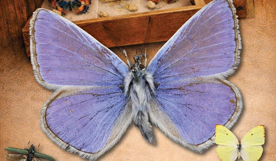 Insects Uncovered Exhibition Poster