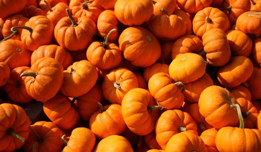 Apple and Pumpkin Festival, Cockington, Torquay