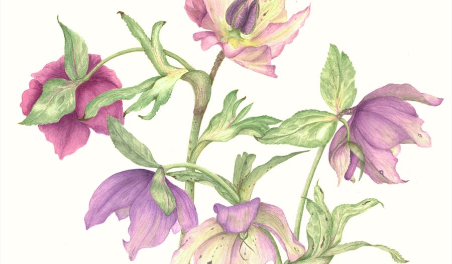 Hellebore orientalis