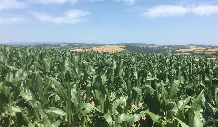 South Devon Maize Maze