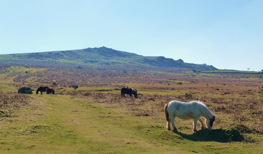 Sourton Tors, West Devon Way