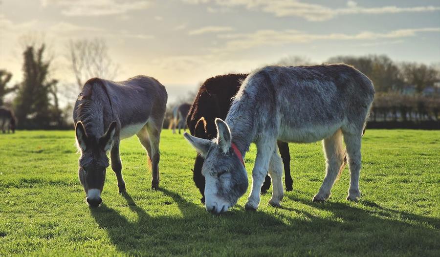 heard of donkeys in spring field