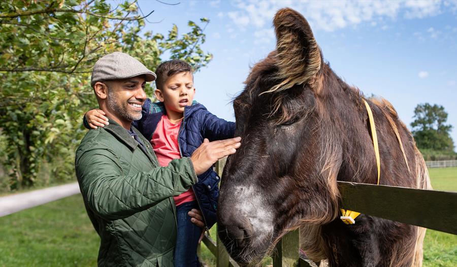 Family enjoy meeting donkey at The Donkey Sanctuary