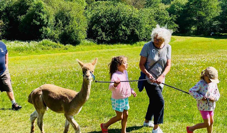 Canonteign Falls Alpaca Experience