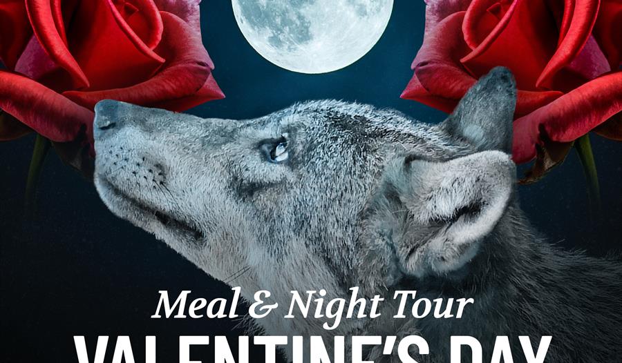 Valentine's Day WILD Night Tour