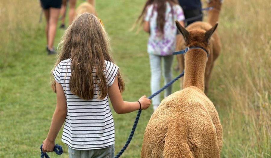 Alpaca Walks Canonteign Falls
