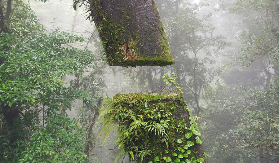 Tree trunk with void