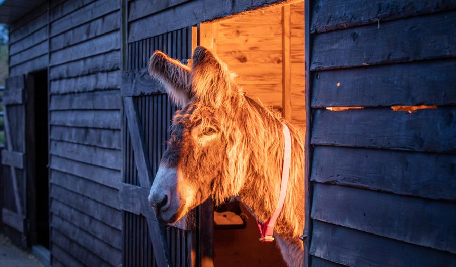 Donkey enjoys warming glow at The Donkey Sanctuary