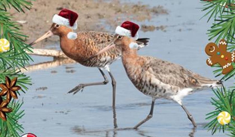 Christmas Guided Walk at Seaton Wetlands