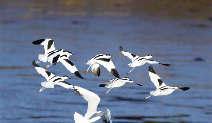 Avocets