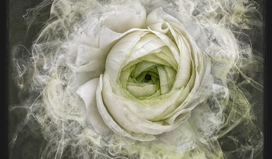 Miss Haversham by Kirsteen Titchener