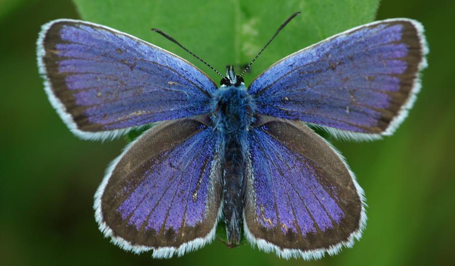 Photo of a butterfly