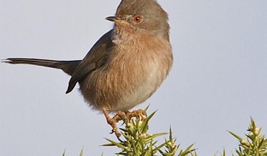 Bird at RSPB Aylesbeare nature reserve