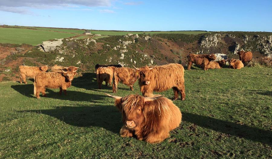 Long horned cows on a plateau top