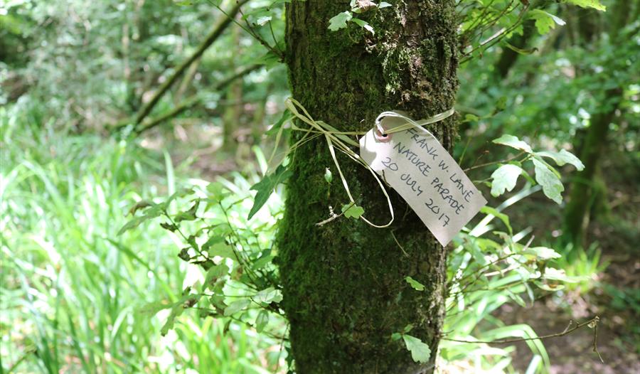 Read to the trees