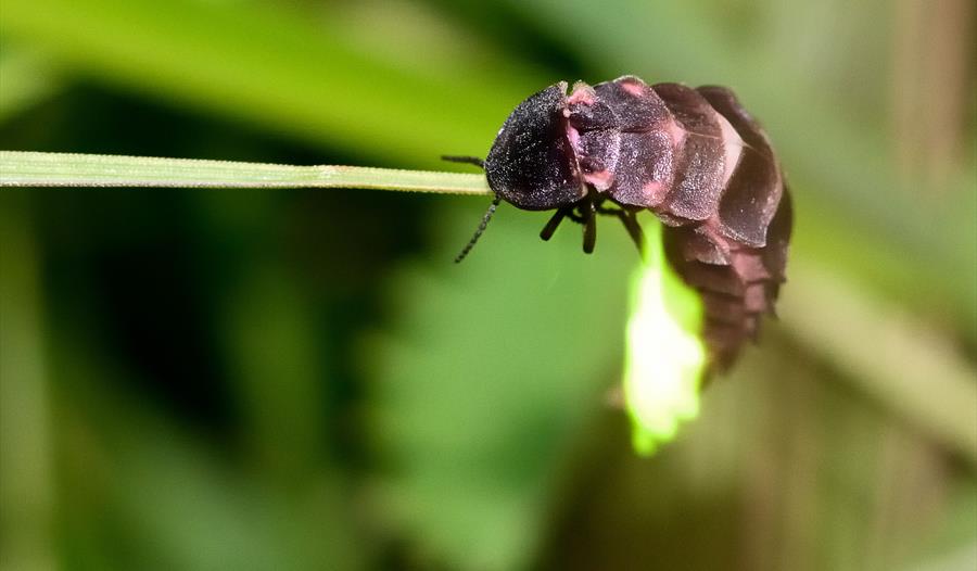 Photo of a glow worm