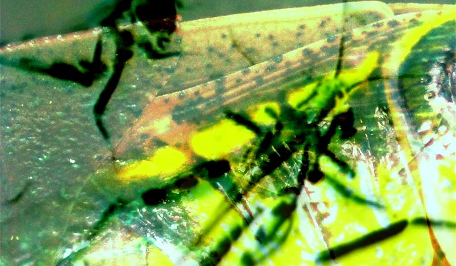 a close up image of the wing of an insect
