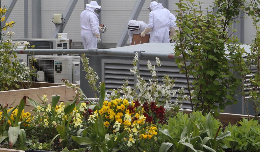 Princesshay Bee Rooftop Garden