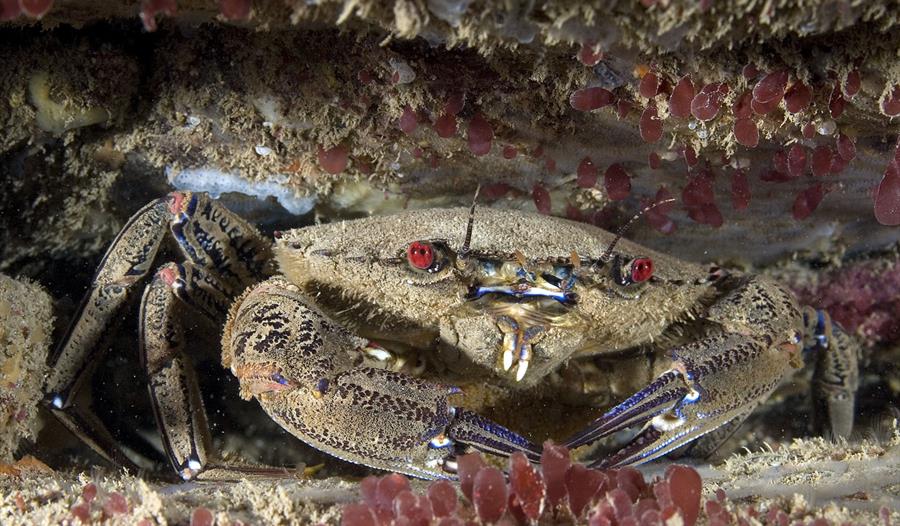 Photo of a crab